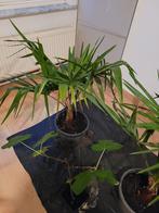 VIjgenboom (STEK) te koop, Tuin en Terras, Planten | Tuinplanten, Ophalen, Vaste plant, Overige soorten