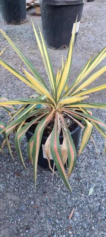 Yucca Filamentosa 'Color Guard ' beschikbaar voor biedingen