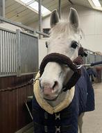 Vijfsterren huisje gezocht voor 18 jarige merrie, Dieren en Toebehoren, Paarden, Merrie