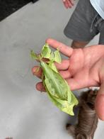 Cryptophyllium limogesi (Wandelend blad), Dieren en Toebehoren, Wandelende tak