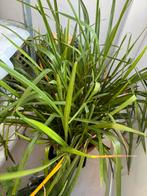 Kamerplant, Tuin en Terras, Planten | Tuinplanten, Ophalen