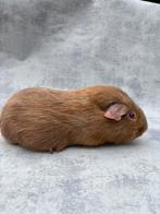 Cavia zeldzame kleur mannentje, Juni, Mannelijk, Cavia