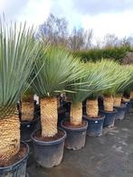 Yucca rostrata, Tuin en Terras, Planten | Bomen, In pot, Zomer, Overige soorten, Volle zon