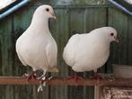 Koppel grote duiven, Dieren en Toebehoren