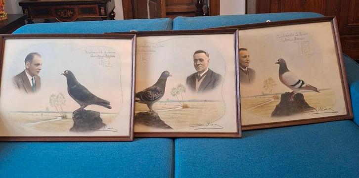 Lot de 3 cadres pour collectionneur de colombophilie, Collections, Collections Animaux, Utilisé, Autres types, Oiseaux, Enlèvement
