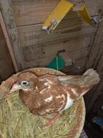 Choco meulemans, Dieren en Toebehoren, Meerdere dieren, Postduif