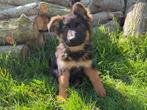 Duitse Herder pups, Dieren en Toebehoren, Honden | Herdershonden en Veedrijvers, België, 8 tot 15 weken, CDV (hondenziekte), Meerdere