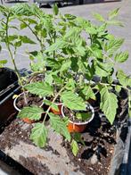 Tomatenplanten en pompoen, Ophalen, Eenjarig, Groenteplanten, Volle zon