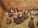 Sierkuikens, Dieren en Toebehoren, Pluimvee