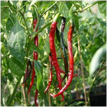 Graines de piment JOE'S LONG (20 pièces), Envoi, Printemps, Plein soleil, Graine