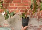 2 soorten stippen begonia's, Ophalen