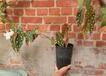 2 soorten stippen begonia's beschikbaar voor biedingen
