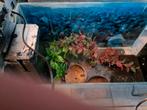 AQUARIUM HOME 30 L MET FILERPOMP, Ophalen, Gebruikt, Leeg aquarium
