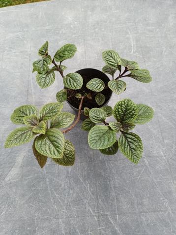 Plectrantus beschikbaar voor biedingen