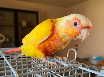 CONURE PYRRHURA LUTINO 2025 beschikbaar voor biedingen