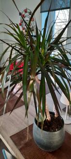 Een bloempot net caspoprijs 13€, Huis en Inrichting, Ophalen