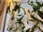 Cryptocoryne : Plante d’aquarium facile, Ophalen, Plant(en), Steen of Hout