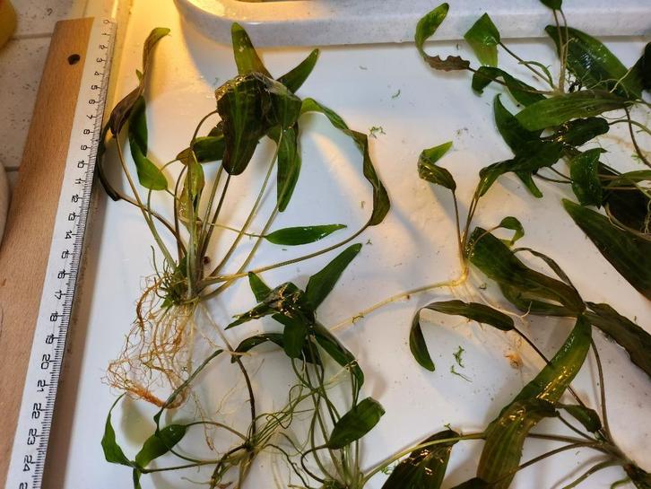 Cryptocoryne : Plante d’aquarium facile, Dieren en Toebehoren, Vissen | Aquaria en Toebehoren, Plant(en), Steen of Hout, Ophalen