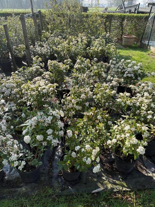 viburnum tinus, Tuin en Terras, Planten | Struiken en Hagen, Ophalen