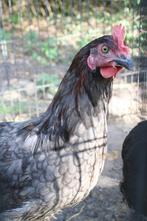 8 jonge hanen legkippen 2025, Dieren en Toebehoren, Pluimvee, Mannelijk, Kip