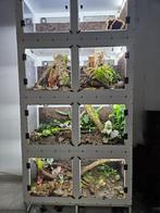 terrarium, Dieren en Toebehoren, Ophalen of Verzenden, Nieuw, Terrarium of Paludarium