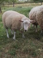 Texel français 6 mois, Dieren en Toebehoren, Mannelijk, Schaap, 0 tot 2 jaar