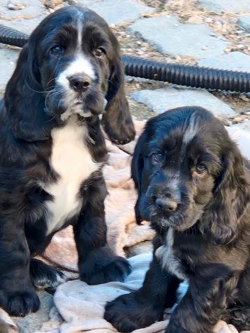 Engelse Cocker Spaniël pups beschikbaar voor biedingen