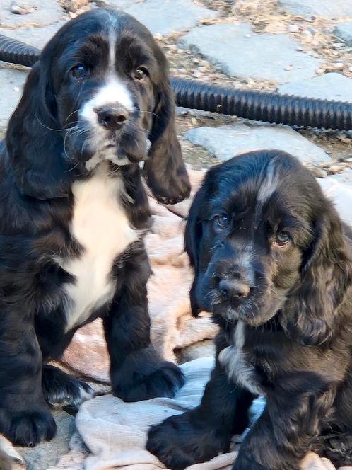 Engelse Cocker Spaniël pups, Dieren en Toebehoren, Honden | Retrievers, Spaniëls en Waterhonden, Meerdere dieren, Spaniël, Fokker | Hobbymatig