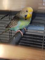 Half tam jong parkiet, Animaux & Accessoires, Oiseaux | Perruches & Perroquets, Femelle, Perruche, Domestique