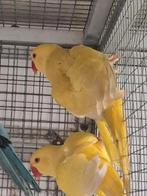 Lacewing halsbandparkiet man van 2025, Dieren en Toebehoren, Vogels | Parkieten en Papegaaien, Mannelijk, Parkiet, Geringd