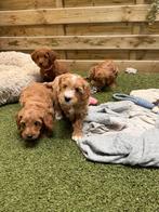 Mooie mini/medium labradoodle pups, Parvo, België, Overige rassen, 8 tot 15 weken