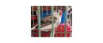 zebravinken, Dieren en Toebehoren, Meerdere dieren, Wildzangvogel, Geringd