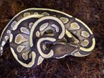 Yb butter 66% dh dg/pied ball python, Slang, Tam, 0 tot 2 jaar
