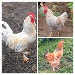 3 hanen, Dieren en Toebehoren, Pluimvee, Mannelijk, Kip