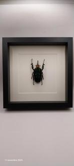 Coléoptère géant sous cadre