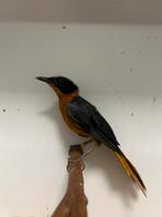 1-0 sneeuwkruin roodborst tapuit ( in nl ), Dieren en Toebehoren, Mannelijk, Tropenvogel