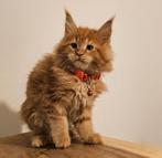 Maine coon xxl kittens met kampioen stamboom Russisch lijn, Dieren en Toebehoren, Katten en Kittens | Raskatten | Langhaar, Meerdere dieren