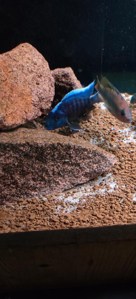 Malawi chicliden, Dieren en Toebehoren, Vissen | Aquariumvissen