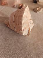 Schelp, Animaux & Accessoires, Enlèvement ou Envoi, Comme neuf