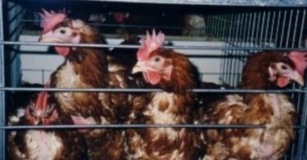 Legkippen leghennen, Dieren en Toebehoren, Pluimvee