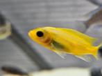 Maylandia Estherae minos reef malawi hobbykweek, Vis, Zoetwatervis