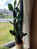 Zeer grote cactus, Ophalen, Cactus, 100 tot 150 cm