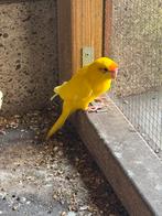 Verschillende Kakariki’s oktober 25, Meerdere dieren, Parkiet, Geringd