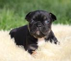 Franse Bulldog pup Black & tan, Dieren en Toebehoren, Honden | Bulldogs, Pinschers en Molossers, België, Reu, CDV (hondenziekte)