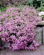 Muurzeepkruid / Saponaria ocymoides, Ophalen, Vaste plant