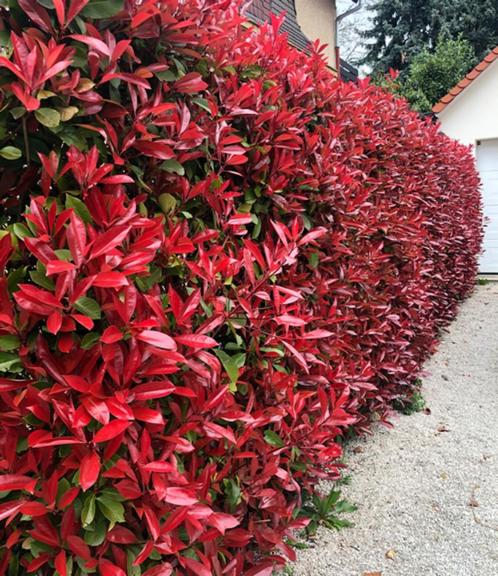 Photina fraseri 'Red Robin', Jardin & Terrasse, Plantes | Arbustes & Haies, Enlèvement