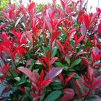 Photinia Carré Rouge glansmispel potgekweekt, Tuin en Terras, Verzenden, Overige soorten, Haag, Minder dan 100 cm