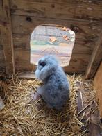 Drie prachtige Nederlandse Dwerghangoren te koop, Dieren en Toebehoren, Knaagdieren, Mei, Meerdere dieren, Tam