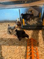 Kuikens, Dieren en Toebehoren, September, Geslacht onbekend