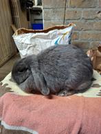 Minilop voedstertje, Dieren en Toebehoren, Vrouwelijk, Klein, Hangoor, 3 tot 5 jaar